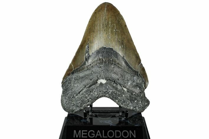 Serrated, Fossil Megalodon Tooth - North Carolina #319915